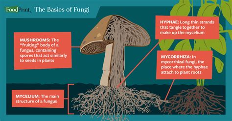 how to get a spore print and why fungi are essential in our ecosystem